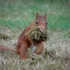 Eichhörnchen im Garten!