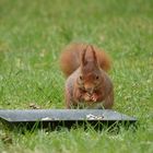 Eichhörnchen im Garten!