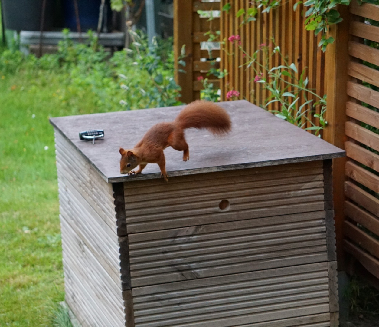 Eichhörnchen im Garten Foto & Bild tiere, wildlife, säugetiere Bilder