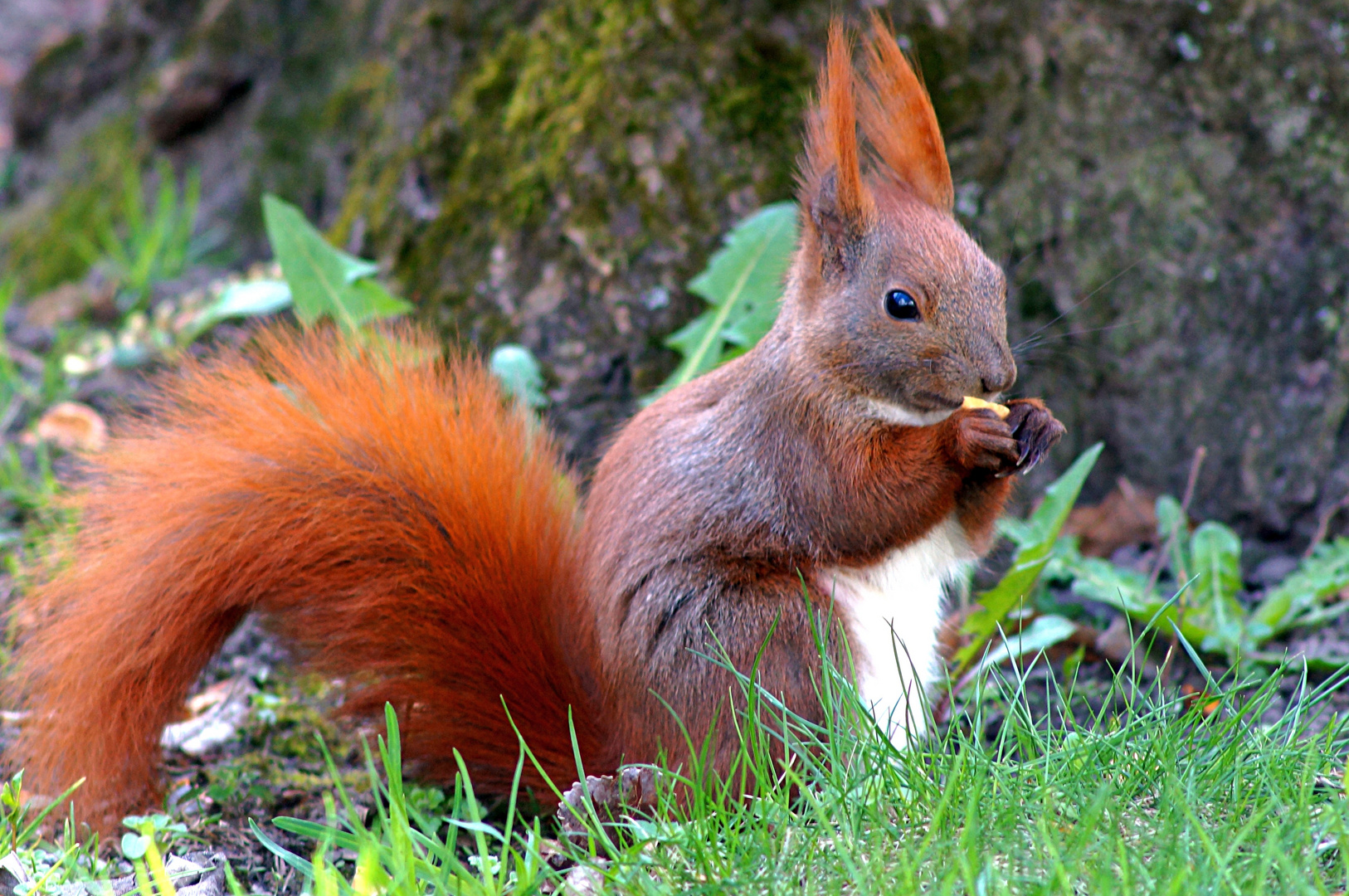 Eichhörnchen im Garten