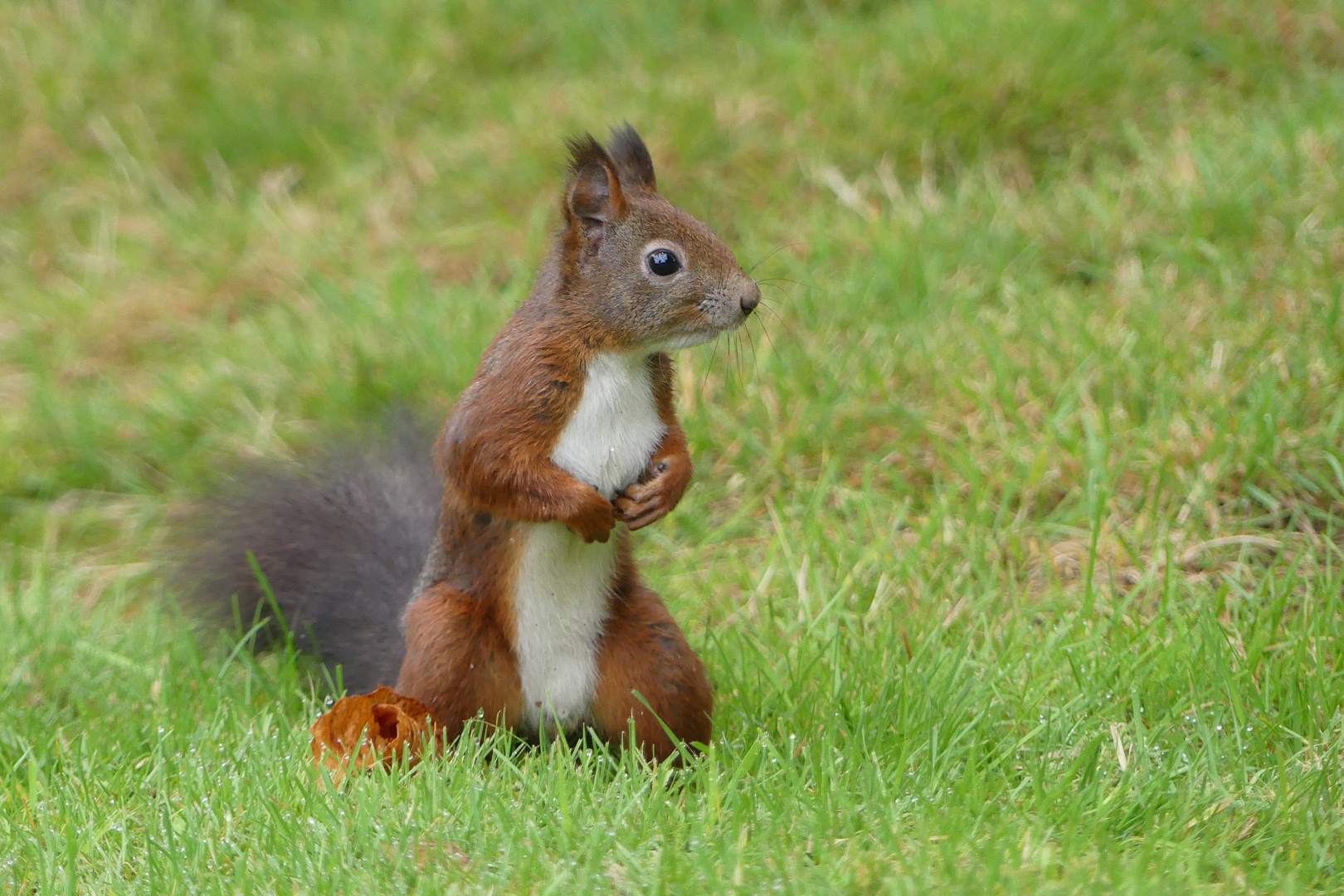 Eichhörnchen  - im Garten unterwegs