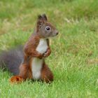 Eichhörnchen  - im Garten unterwegs