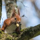 "Eichhörnchen im Geäst 2023"