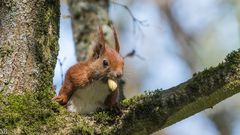 "Eichhörnchen im Geäst 2023"