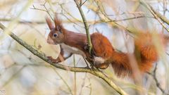 "Eichhörnchen im Geäst 2024"