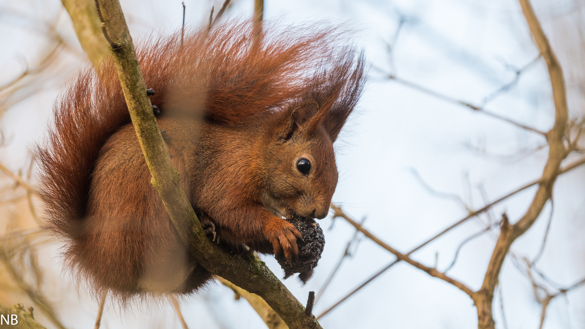 "Eichhörnchen im Geäst"