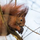 "Eichhörnchen im Geäst"