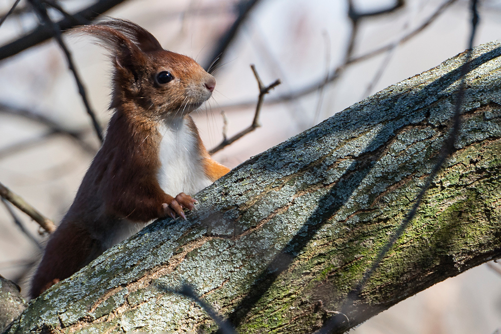 Eichhörnchen im Geäst