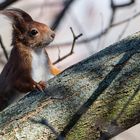 Eichhörnchen im Geäst