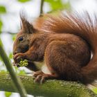 "Eichhörnchen im Geäst einer Kastanie 2024"