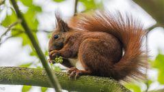 "Eichhörnchen im Geäst einer Kastanie 2024"