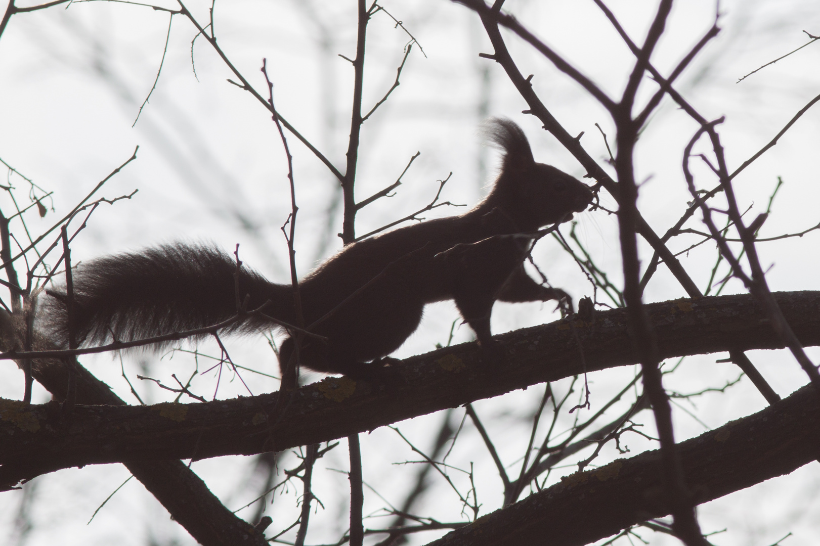 Eichhörnchen im Gegenlicht 1