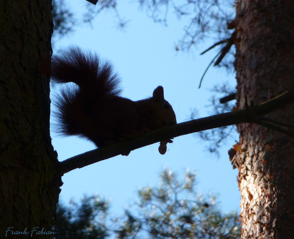 Eichhörnchen im Gegenlicht 1