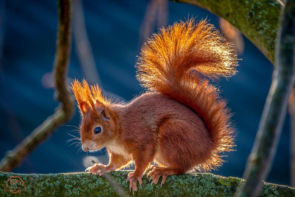 Eichhörnchen im Gegenlicht