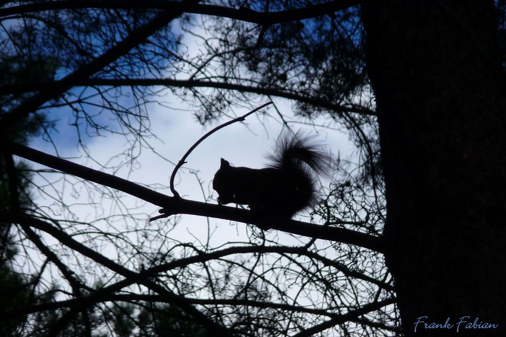 Eichhörnchen im Gegenlicht 2