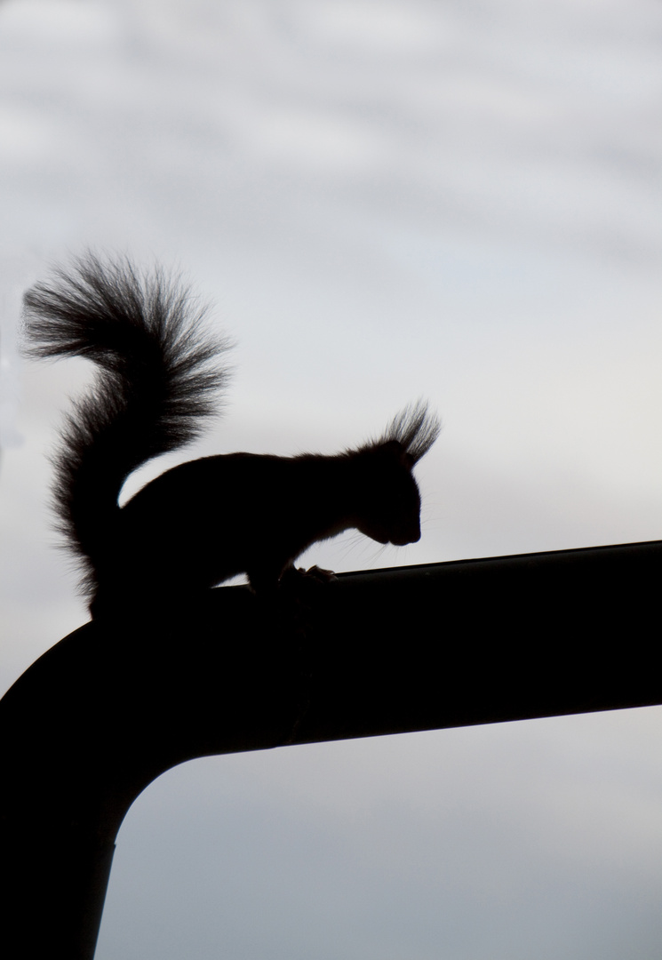 Eichhörnchen im Gegenlicht