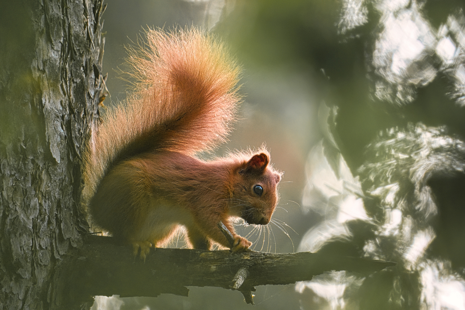 Eichhörnchen im Gegenlicht