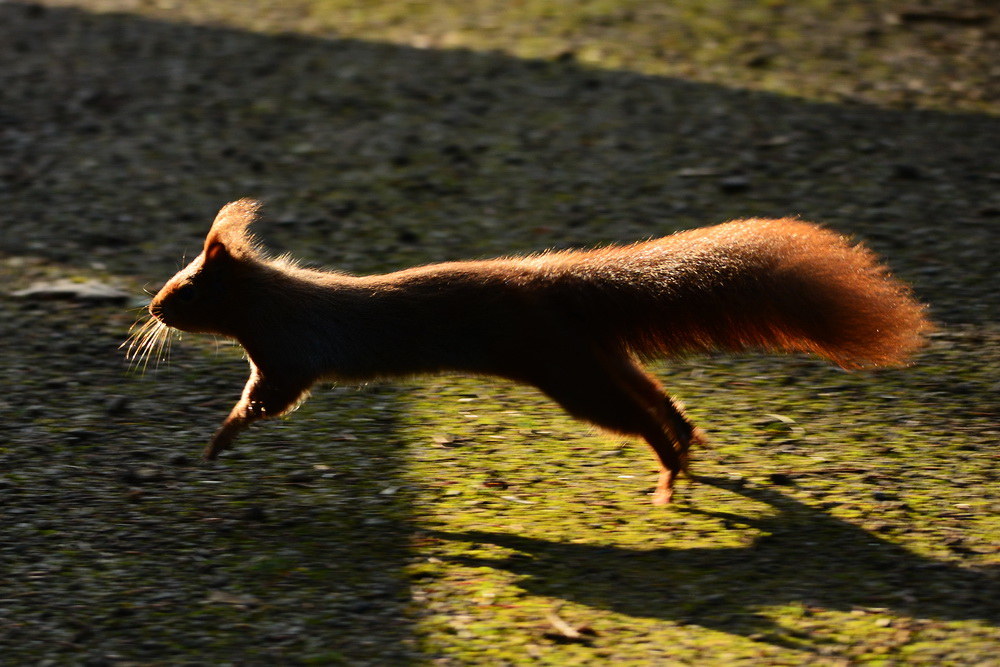 Eichhörnchen im Gegenlicht