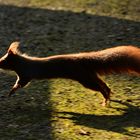 Eichhörnchen im Gegenlicht