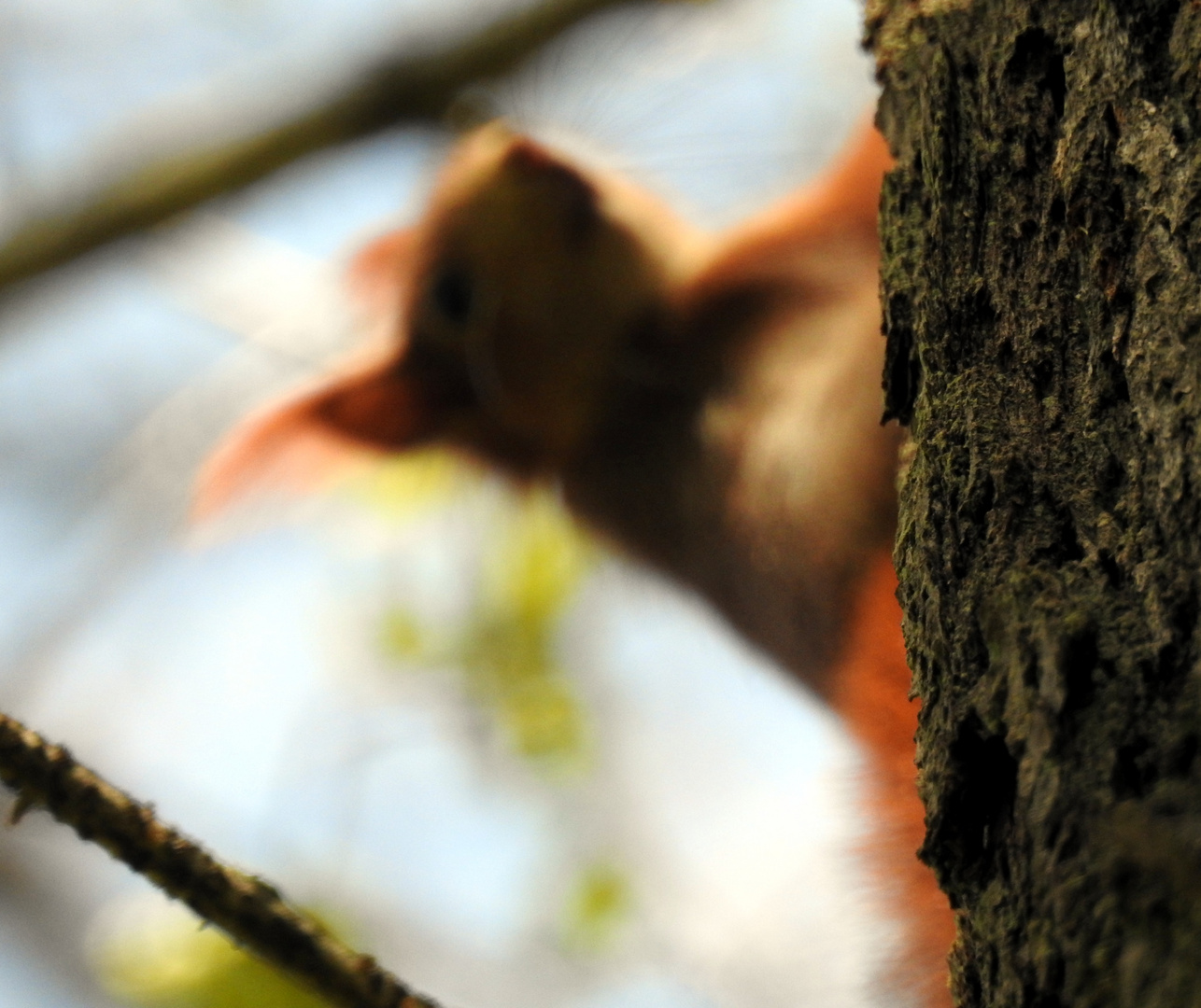 Eichhörnchen im Gegenlicht...