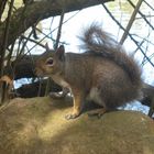 Eichhörnchen im GoldenGate Parc :)