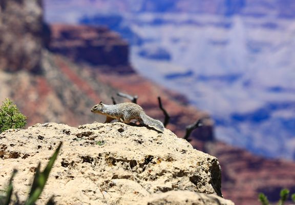 Eichhörnchen im Grand Canyon