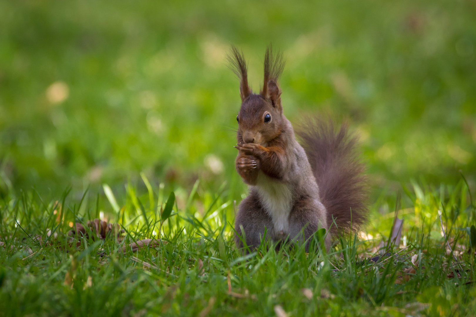 Eichhörnchen im Gras