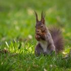 Eichhörnchen im Gras