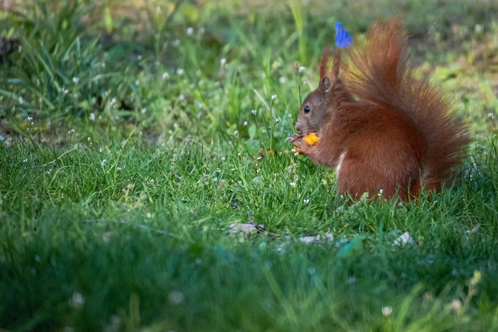 Eichhörnchen im Gras