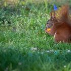 Eichhörnchen im Gras