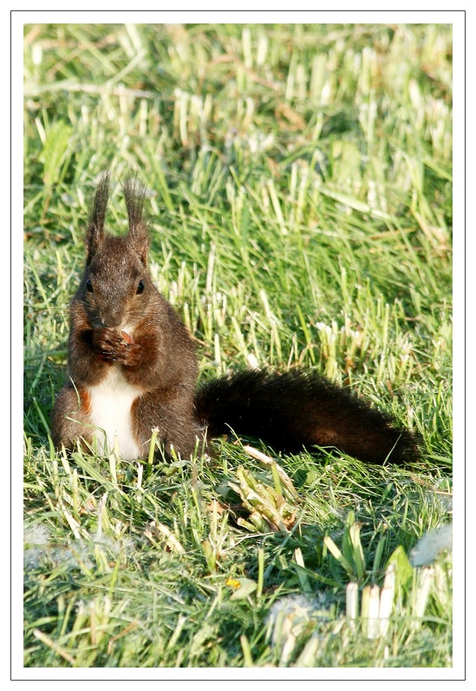 Eichhörnchen im Gras