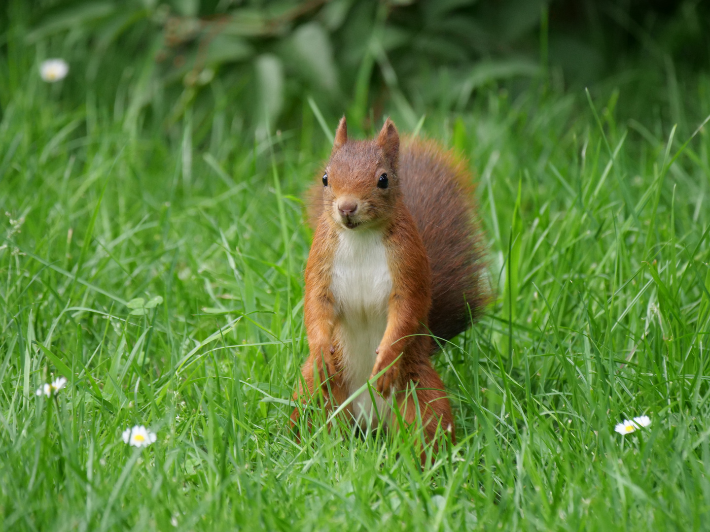 Eichhörnchen im Gras