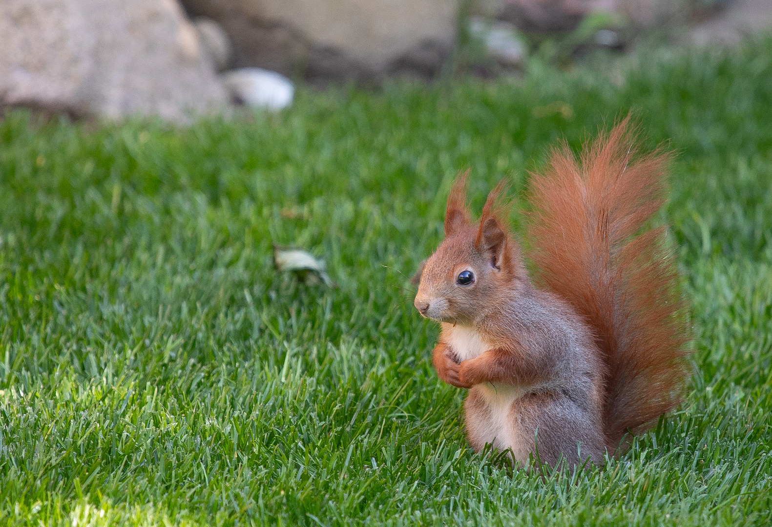 Eichhörnchen im Gras