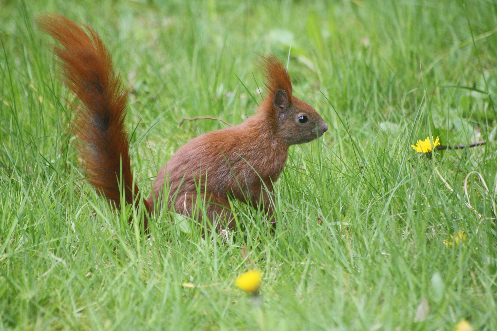 Eíchhörnchen im Gras