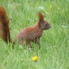 Eíchhörnchen im Gras