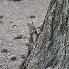 Eichhörnchen im Graubünden
