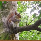 Eichhörnchen im Green Park-London