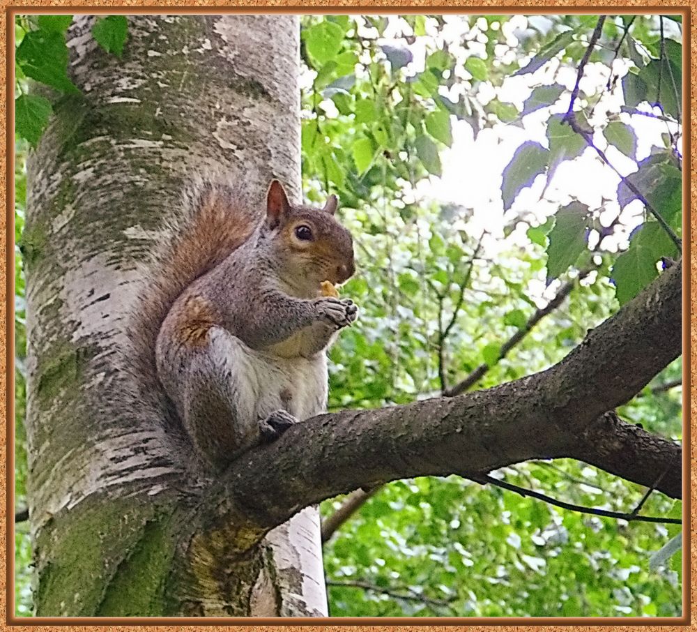 Eichhörnchen im Green Park-London