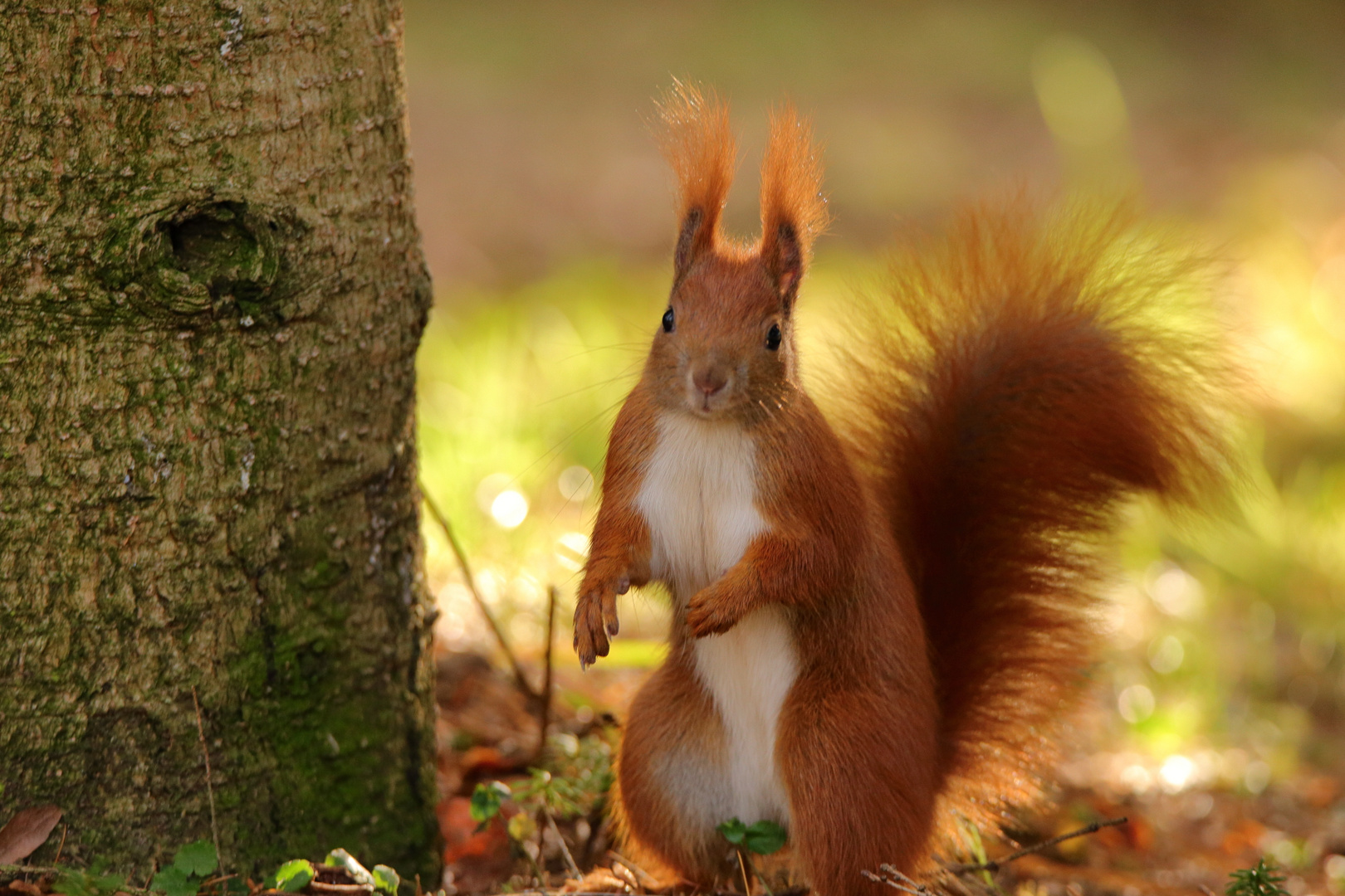 Eichhörnchen im Großen Garten