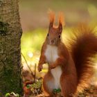 Eichhörnchen im Großen Garten