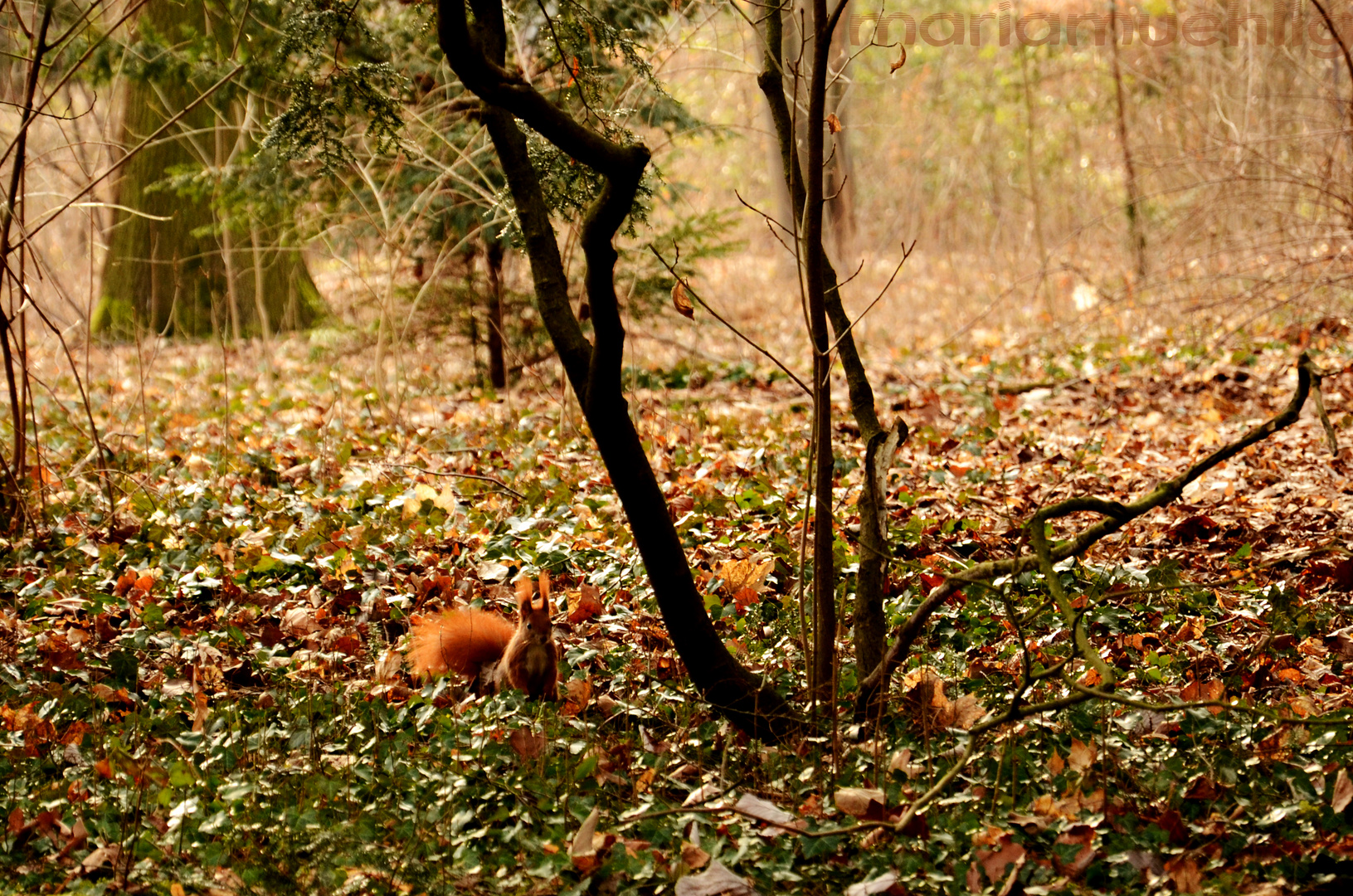 Eichhörnchen im Großen Garten, Dresden