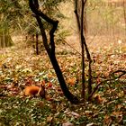 Eichhörnchen im Großen Garten, Dresden