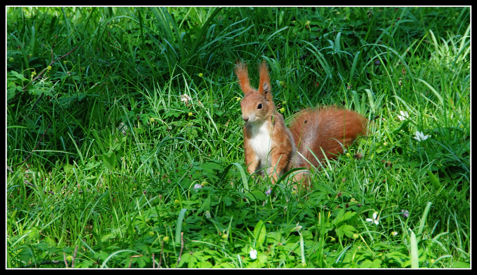 Eichhörnchen im Grünen