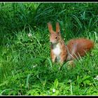 Eichhörnchen im Grünen