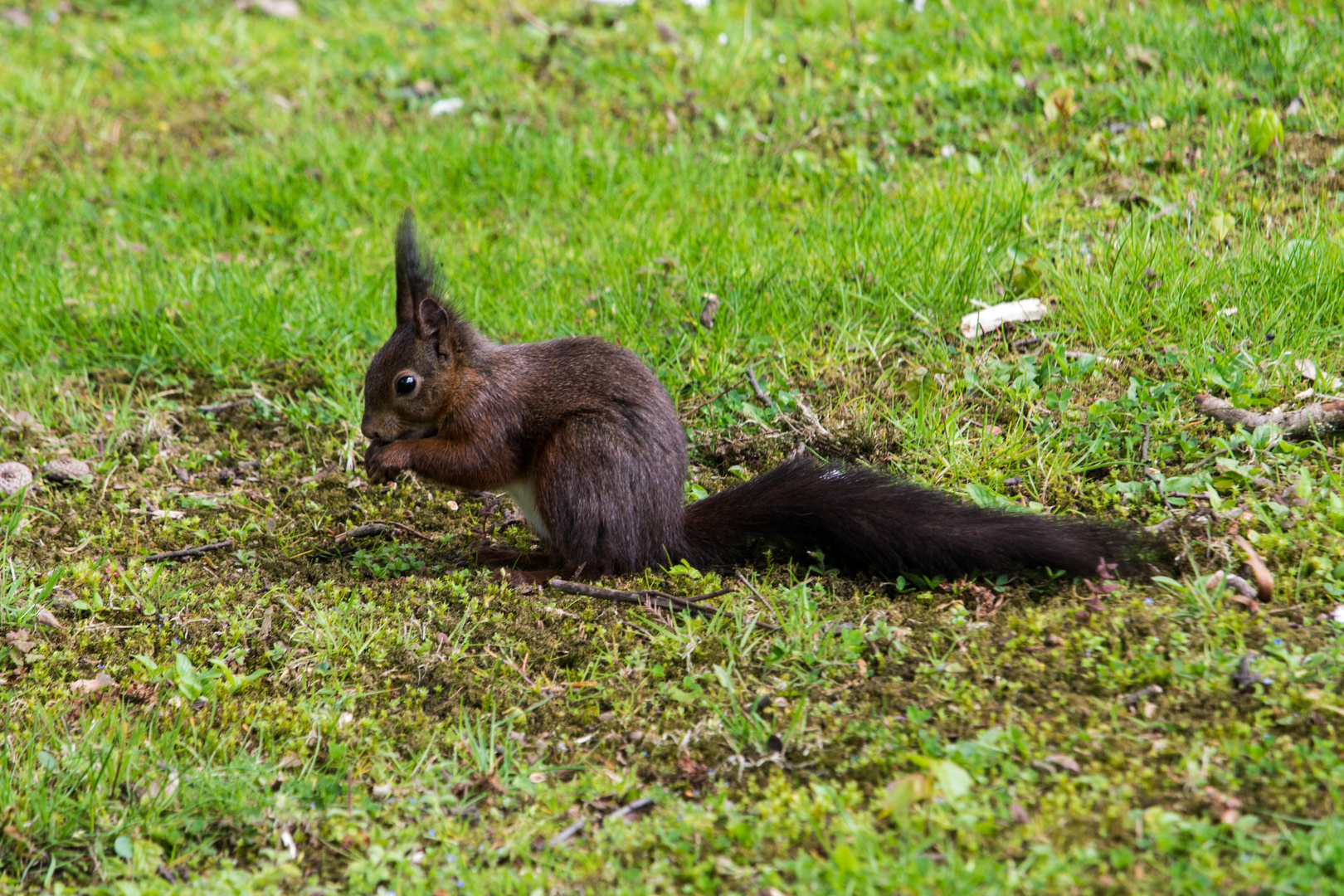 Eichhörnchen im Grugapark