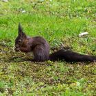 Eichhörnchen im Grugapark