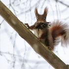 Eichhörnchen im Hamstermodus