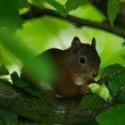 Eichhörnchen im Haselbaum