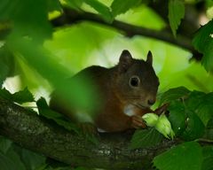 Eichhörnchen im Haselbaum