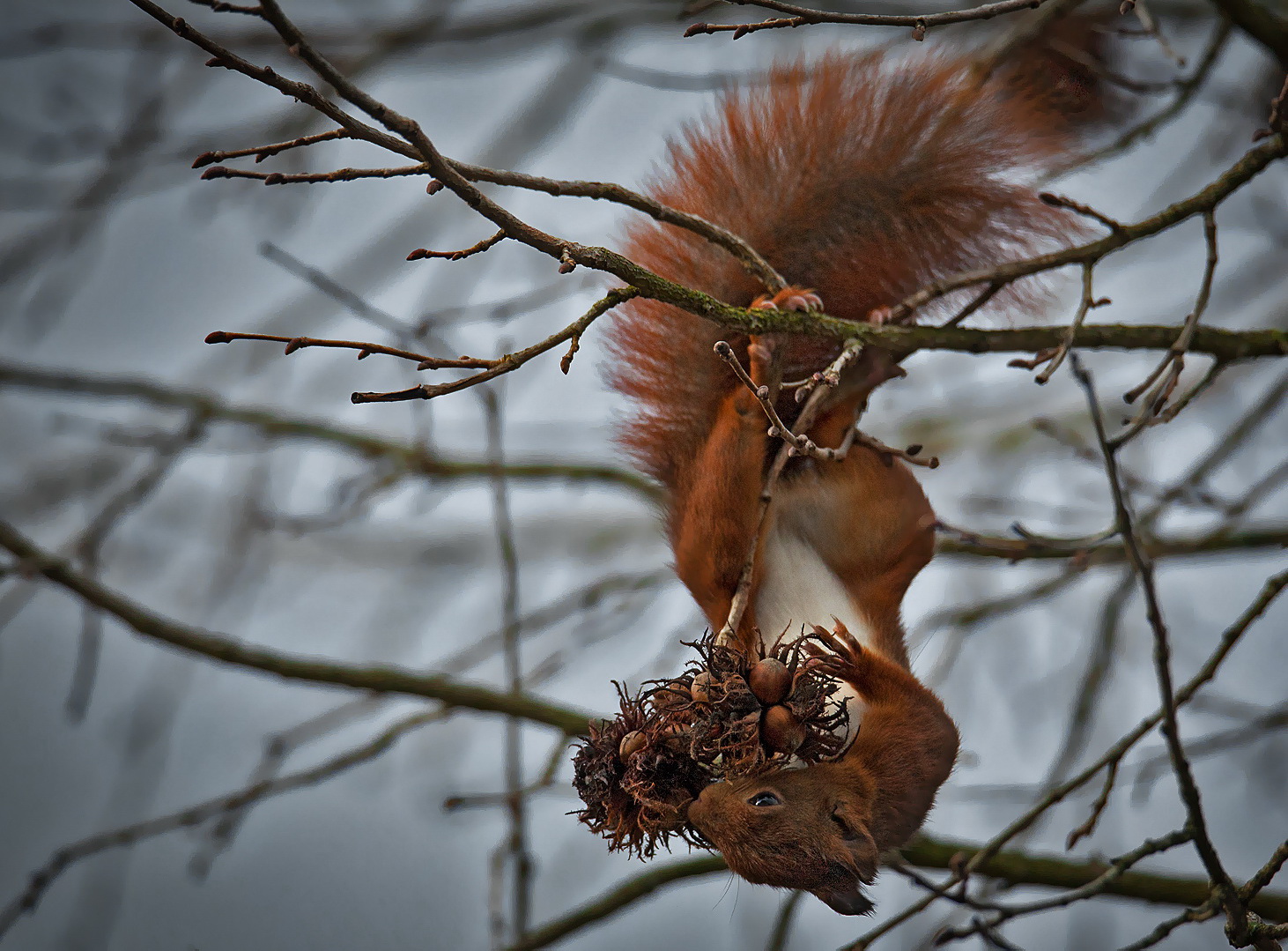 Eichhörnchen im Haselnussbaum